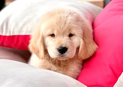 Cachorros Golden Criadero Montecristo Disponibles