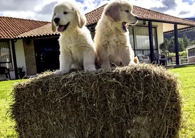 Cachorros Golden Criadero Montecristo Disponibles 2