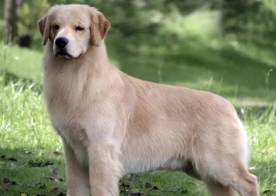 Cachorros Golden Criadero Montecristo Disponibles 3