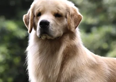 Cachorros Golden Criadero Montecristo Disponibles 3