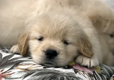 Cachorros Golden Criadero Montecristo Disponibles 4