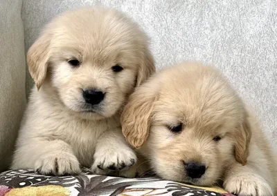 Cachorros Golden Criadero Montecristo Disponibles 5