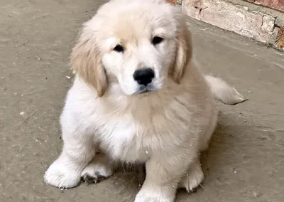Cachorros Golden Criadero Montecristo Disponibles 6