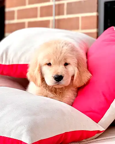 Cachorros Golden disponibles para la venta del Criadero Montecristo